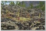 18.Перевал Кату-Ярык - Каменные грибы- 090